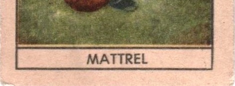 58 59 mattrel carattere