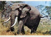 aga_03_elefante_f