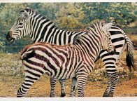 aga_05_zebra_f