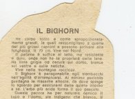 BIGHORN_EH_R